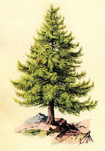 Хвоинки лиственницы рисунок