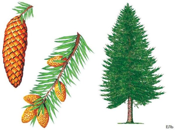 Дерево сосна