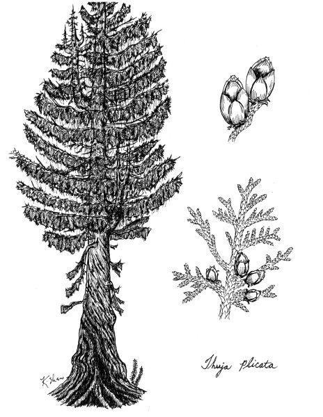 Сосна Кедровая Сибирская карандашом
