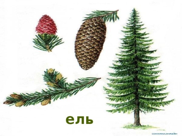 Лиственница Сибирская ветка