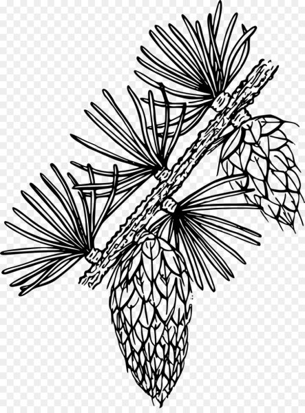 Шишки хвойники лиственницы