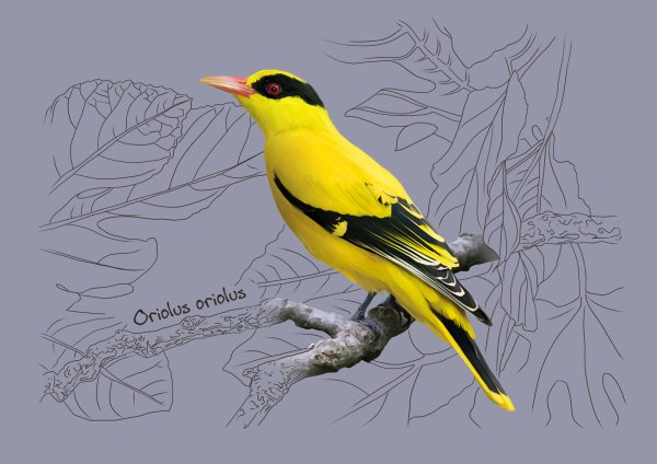 Иволга рисунок