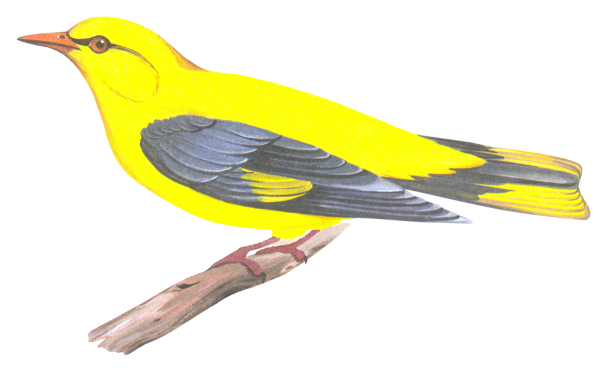Иволга - Oriolus Oriolus
