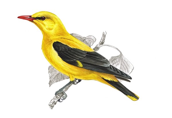 Иволга для детей