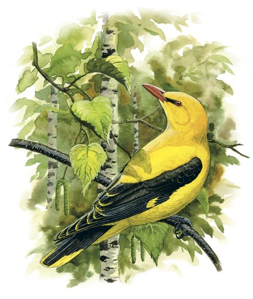 Иволга птица для детей