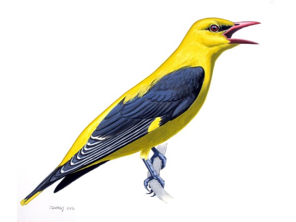 Иволга Перелетная птица