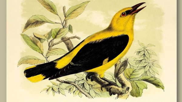 Иволга рисунок