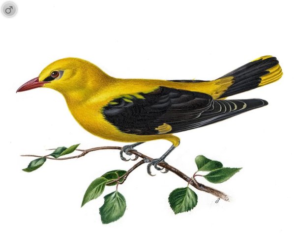 Иволга птица для детей