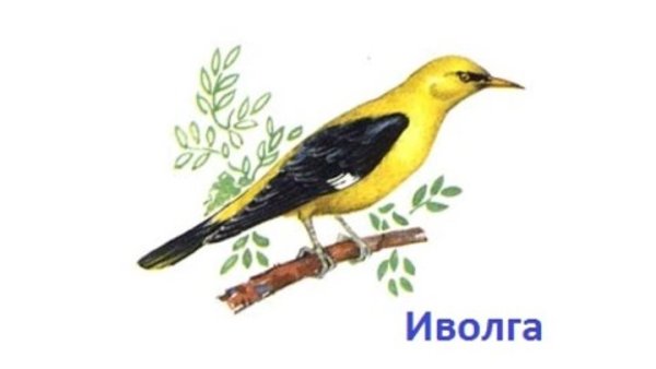 Иволга птица на белом фоне