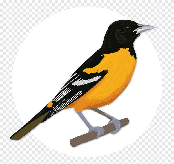 Иволга птица на белом фоне