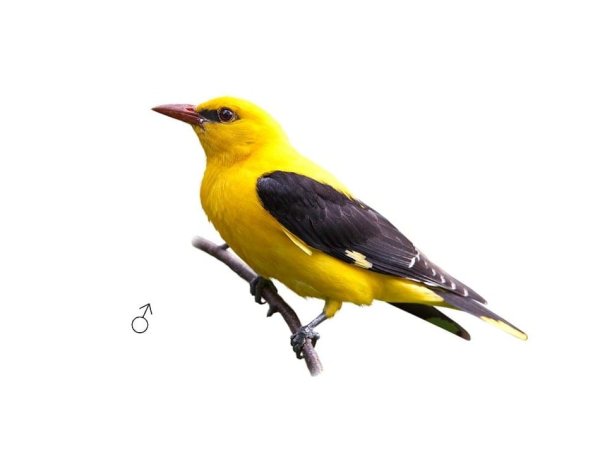 Иволга птица на белом фоне