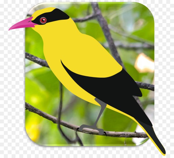 Евразийская Золотая Иволга