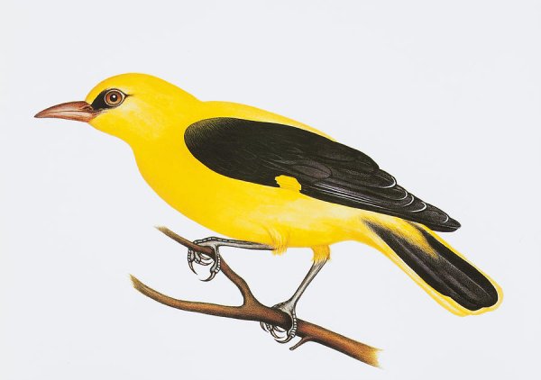 Иволга птица на белом фоне