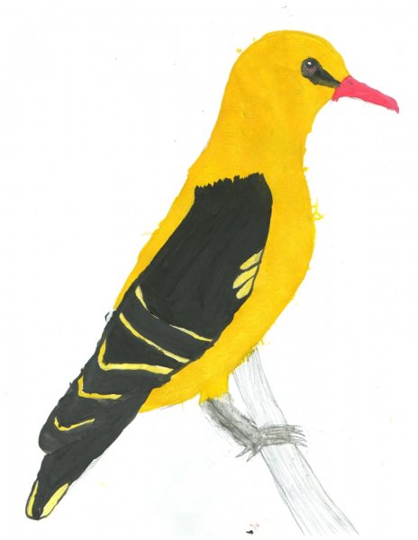 Иволга Перелетная птица