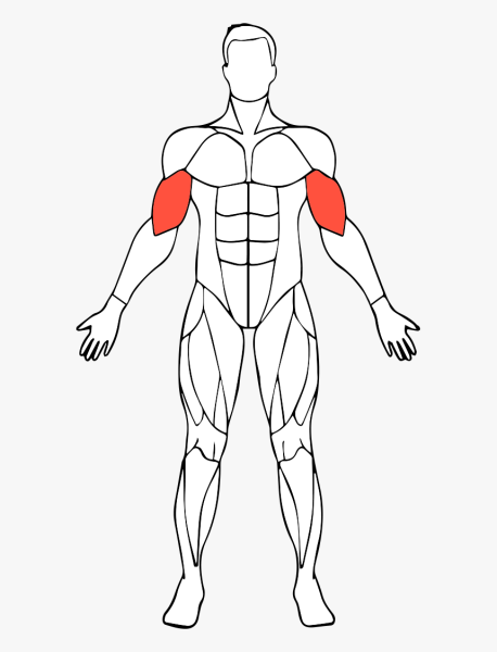 Мышцы для рисования