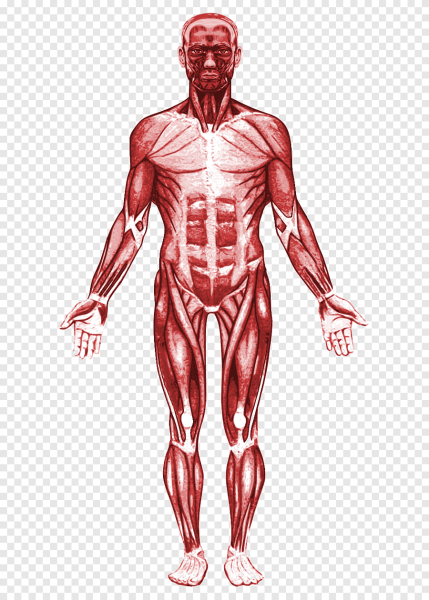 Мышечная система человека анатомия