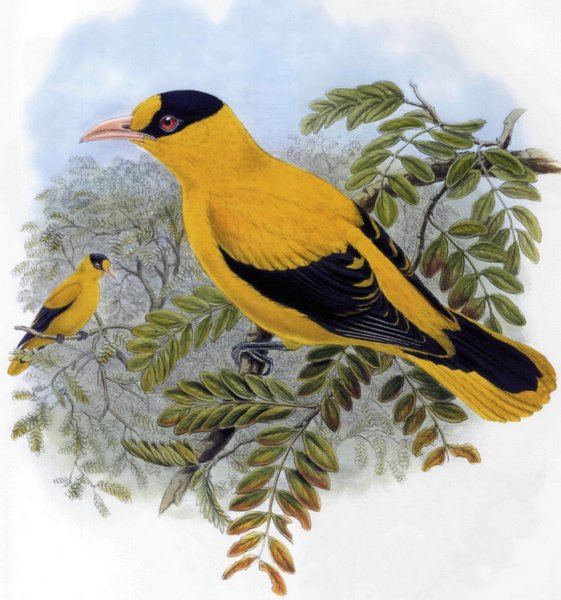 Китайская черноголовая Иволга