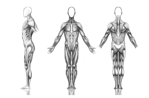 Мышцы человека