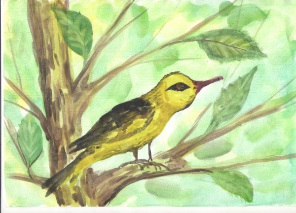 Иволга рисунок для детей