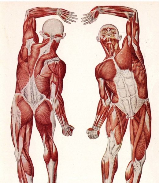 Мышечная система человека