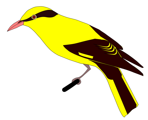 Иволга для детей