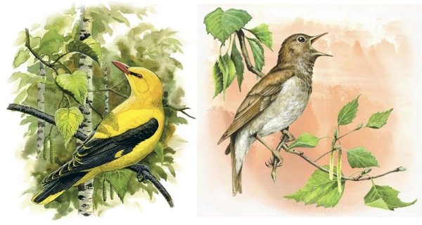 Карточки для детского сада Иволга