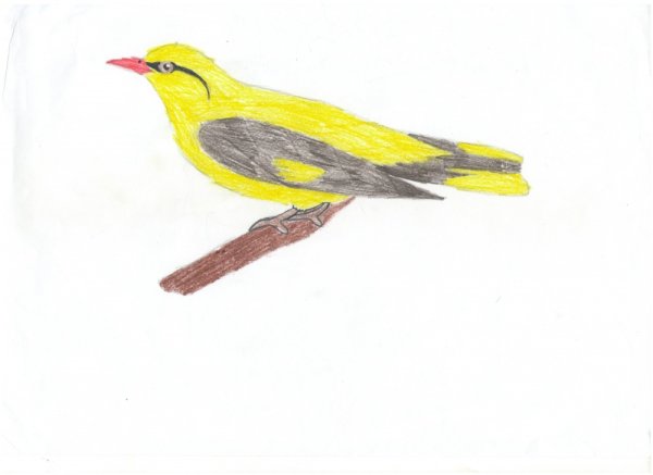 Иволга зимующая птица