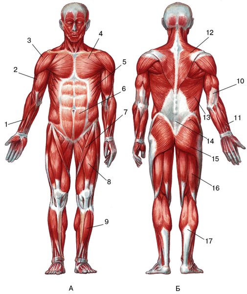Мышцы туловища и конечностей 8 класс биология