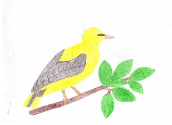 Иволга рисунок