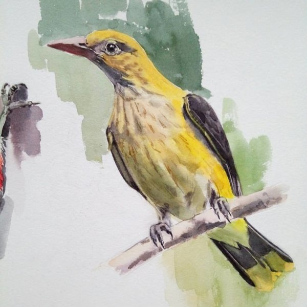 Иволга акварель