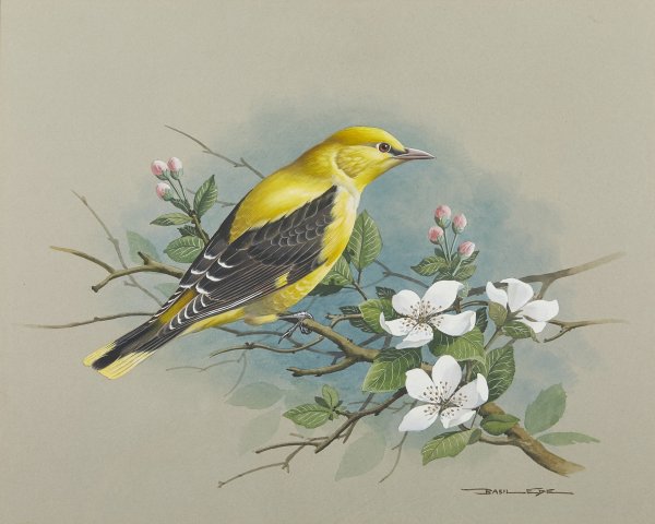 Базиль Эде Жаворонок