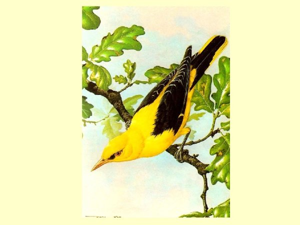 Иволга рисунок