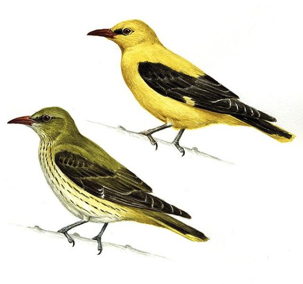 Обыкновенная Иволга самец