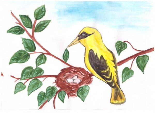 Иволга Перелетная птица