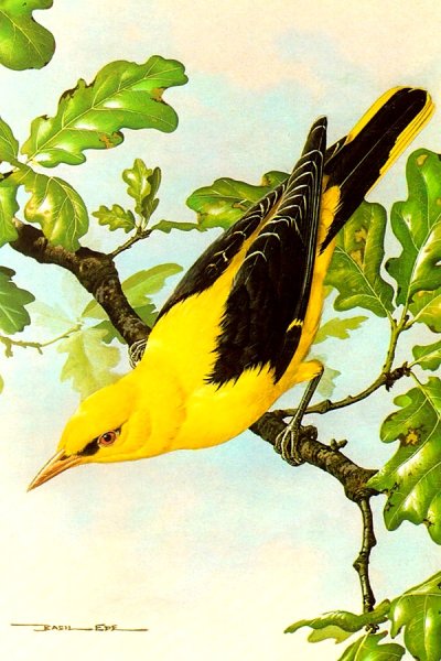 Иволга монашенка