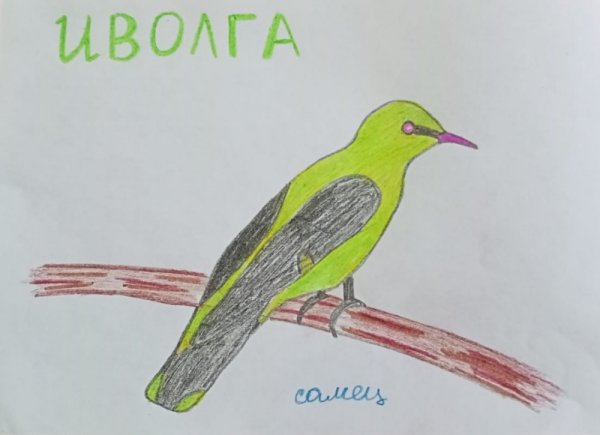 Перелетные птицы Башкирии