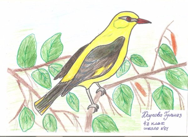 Иволга раскраска для детей