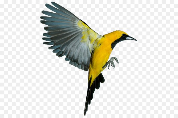 Иволга в полете