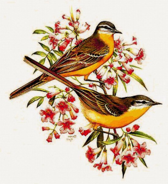 Иволга рисунок