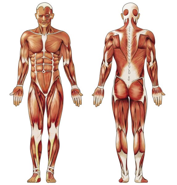 Мышечная система человека