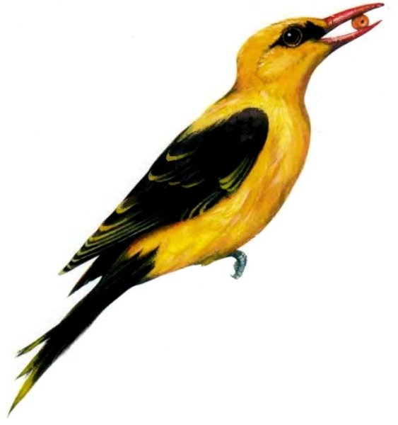 Птицы карточки для детей с названиями