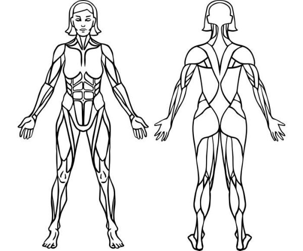 Мышцы человека