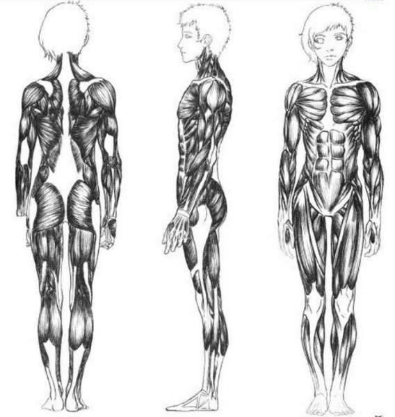 Мышцы человека