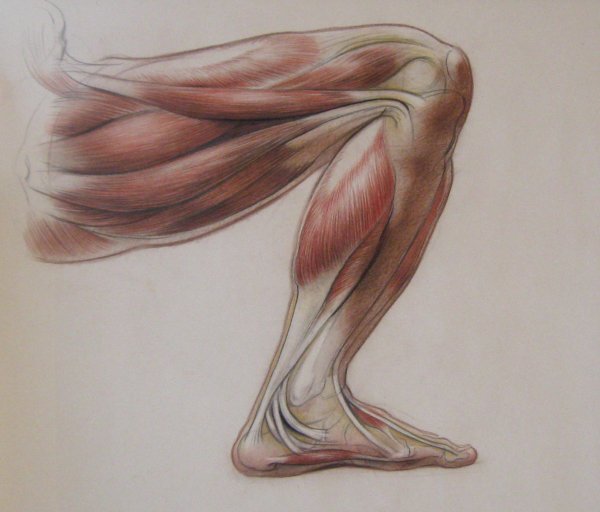 Мышцы ног для художников