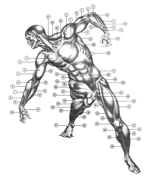 Динамическая анатомия Берн Хогарт