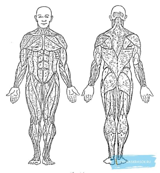 Мышечная схема человека