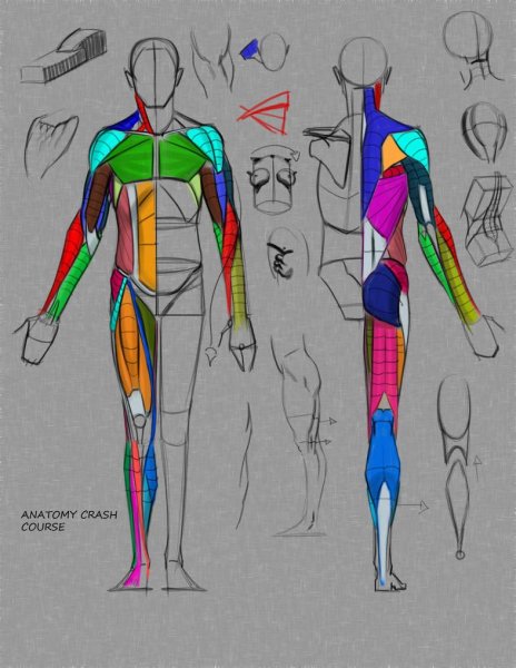 Мышцы для рисования