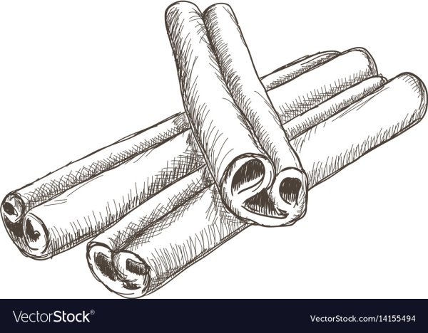 Корица Ботаническая иллюстрация