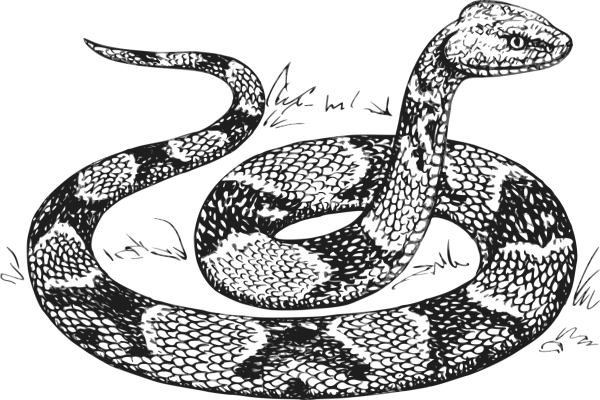 Змея раскраска для детей