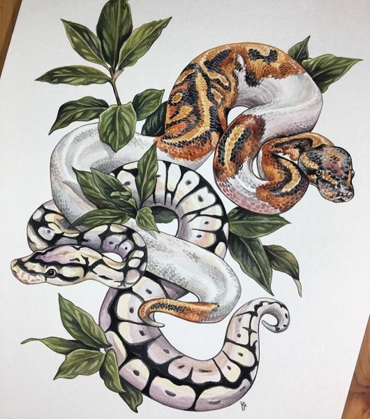 ТИТАНОБОА змея раскраска
